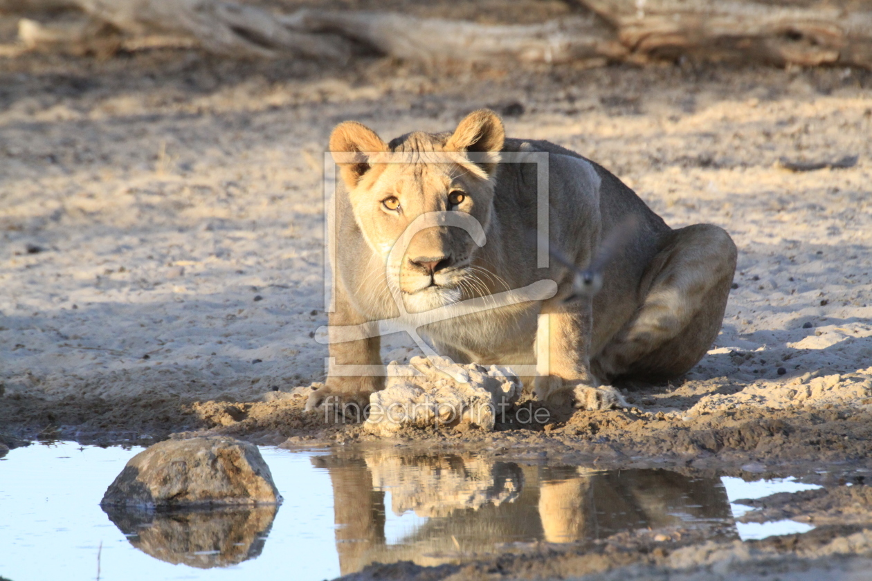 Bild-Nr.: 10382681 Löwe in Kgalagadi Nationalpark erstellt von sasowewi