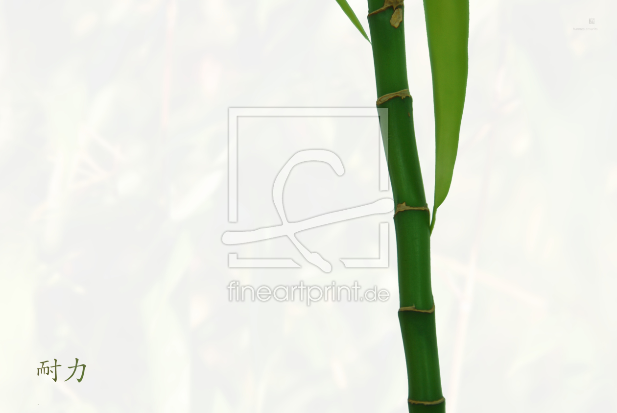 Bild-Nr.: 10383347 bambus weiß (ausdauer)  erstellt von hannes cmarits