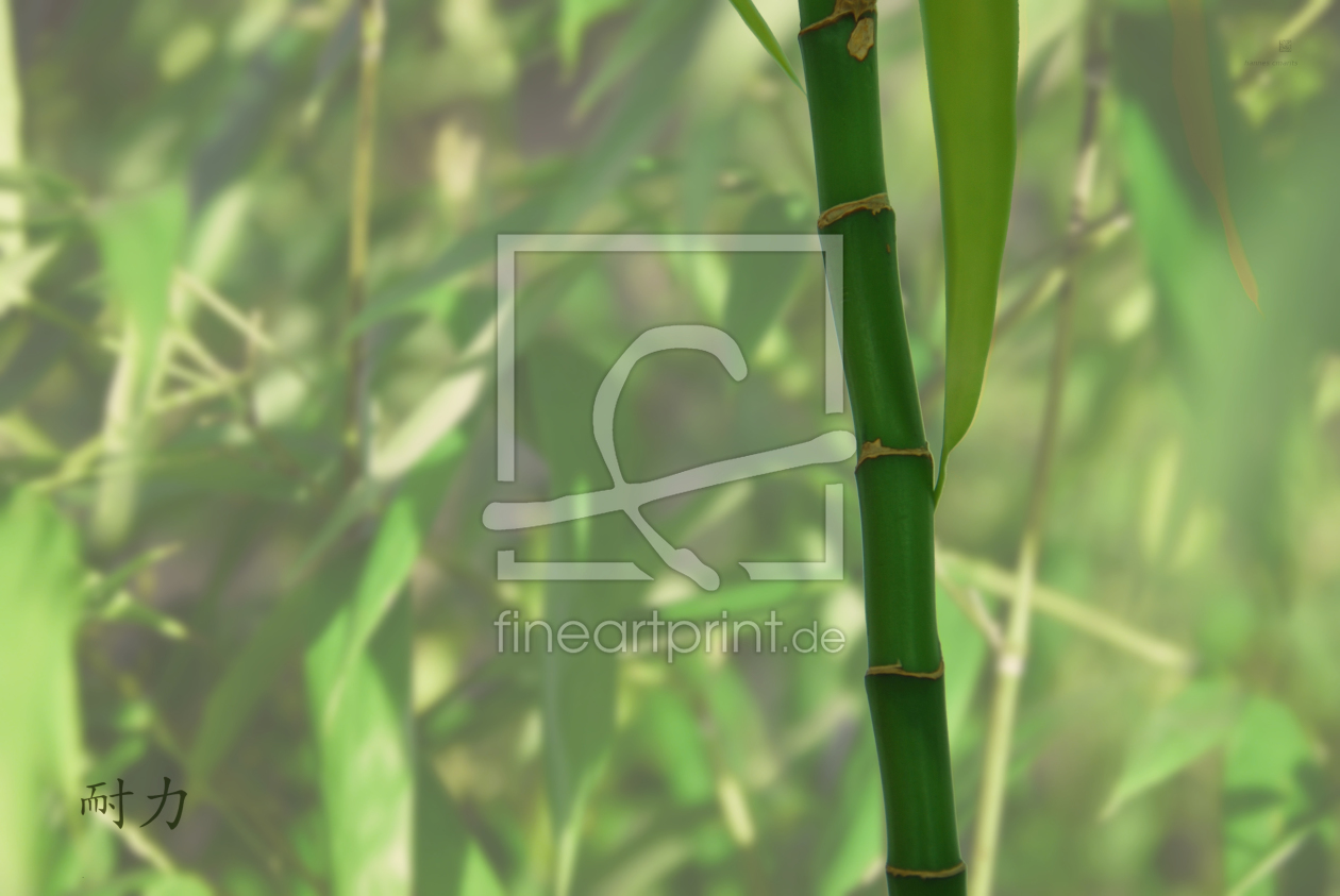 Bild-Nr.: 10383351 bambus sonne (ausdauer) erstellt von hannes cmarits