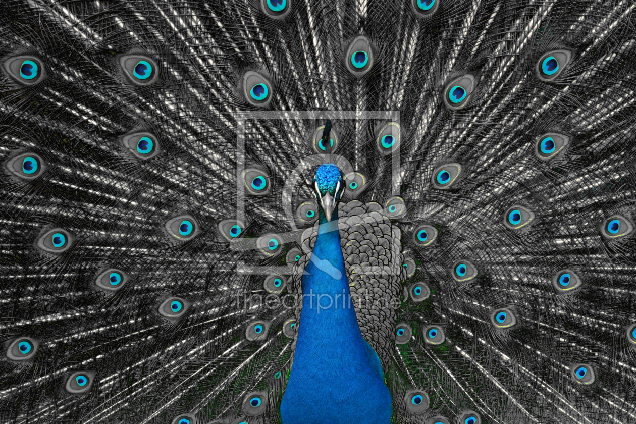 Bild-Nr.: 10385009 Pfau  erstellt von Elke Krone