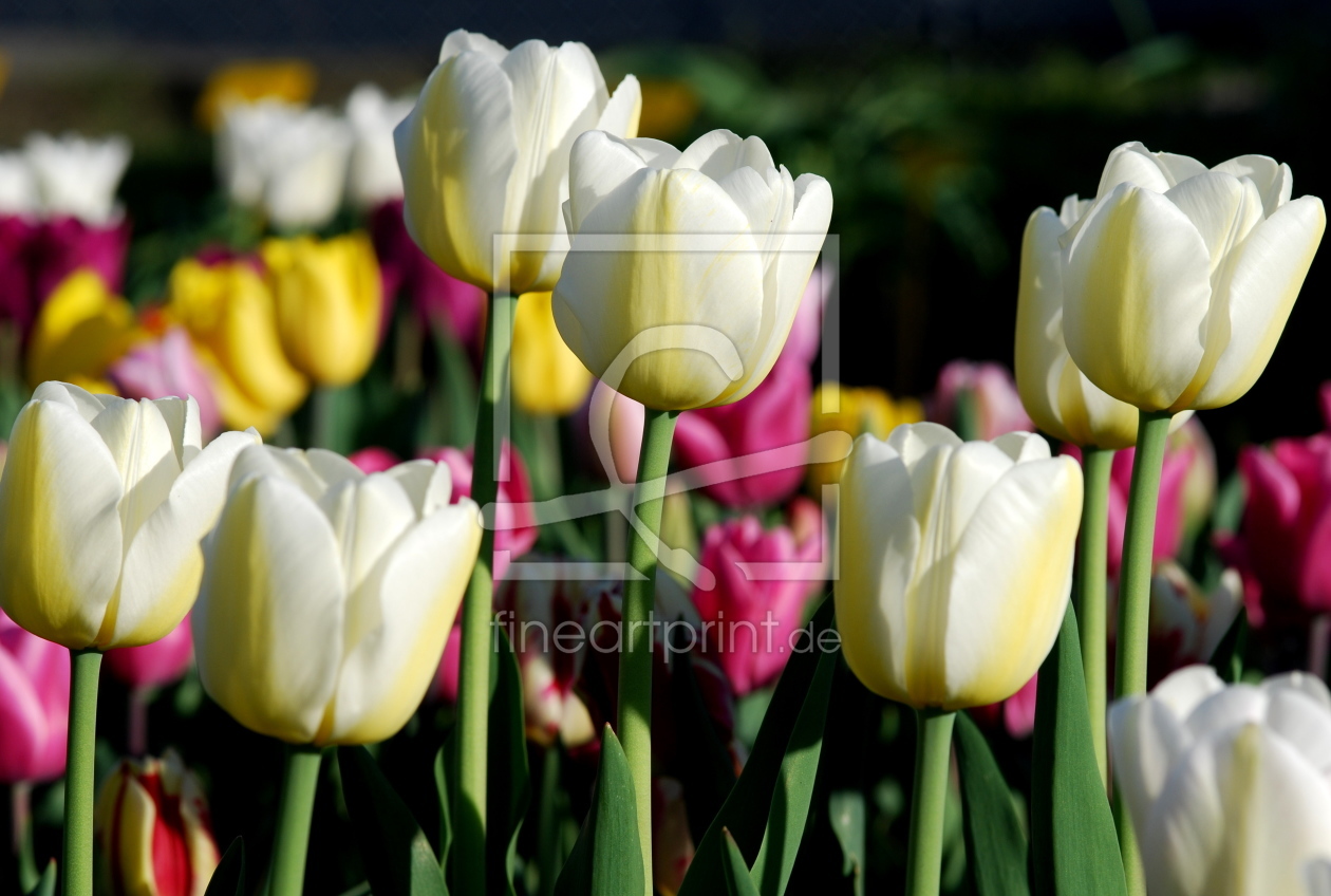 Bild-Nr.: 10385641 * Tulpen * erstellt von GUGIGEI