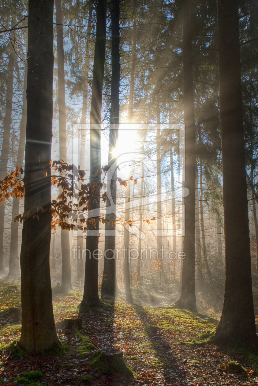 Bild-Nr.: 10386157 Altweibersommer erstellt von PeterTost