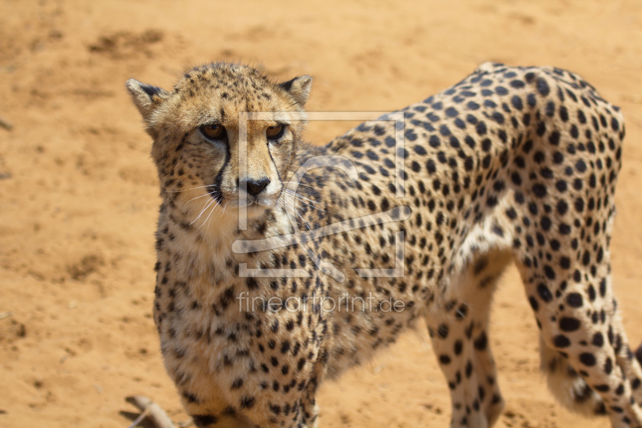 Bild-Nr.: 10387265 Gepard 3 erstellt von Helbig