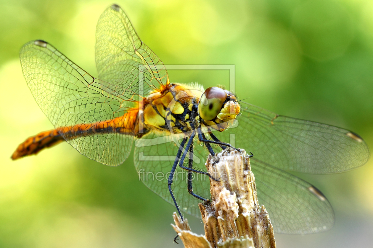 Bild-Nr.: 10388799 Libelle erstellt von Schildchen