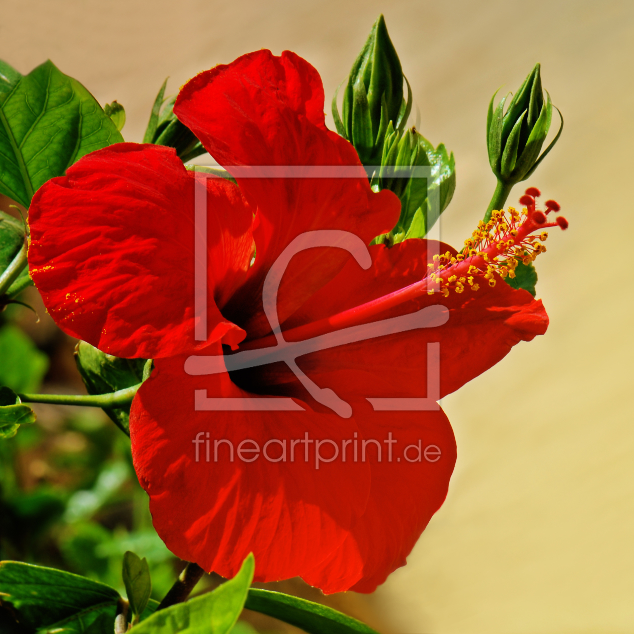 Bild-Nr.: 10389287 Hibiskus erstellt von Atteloi