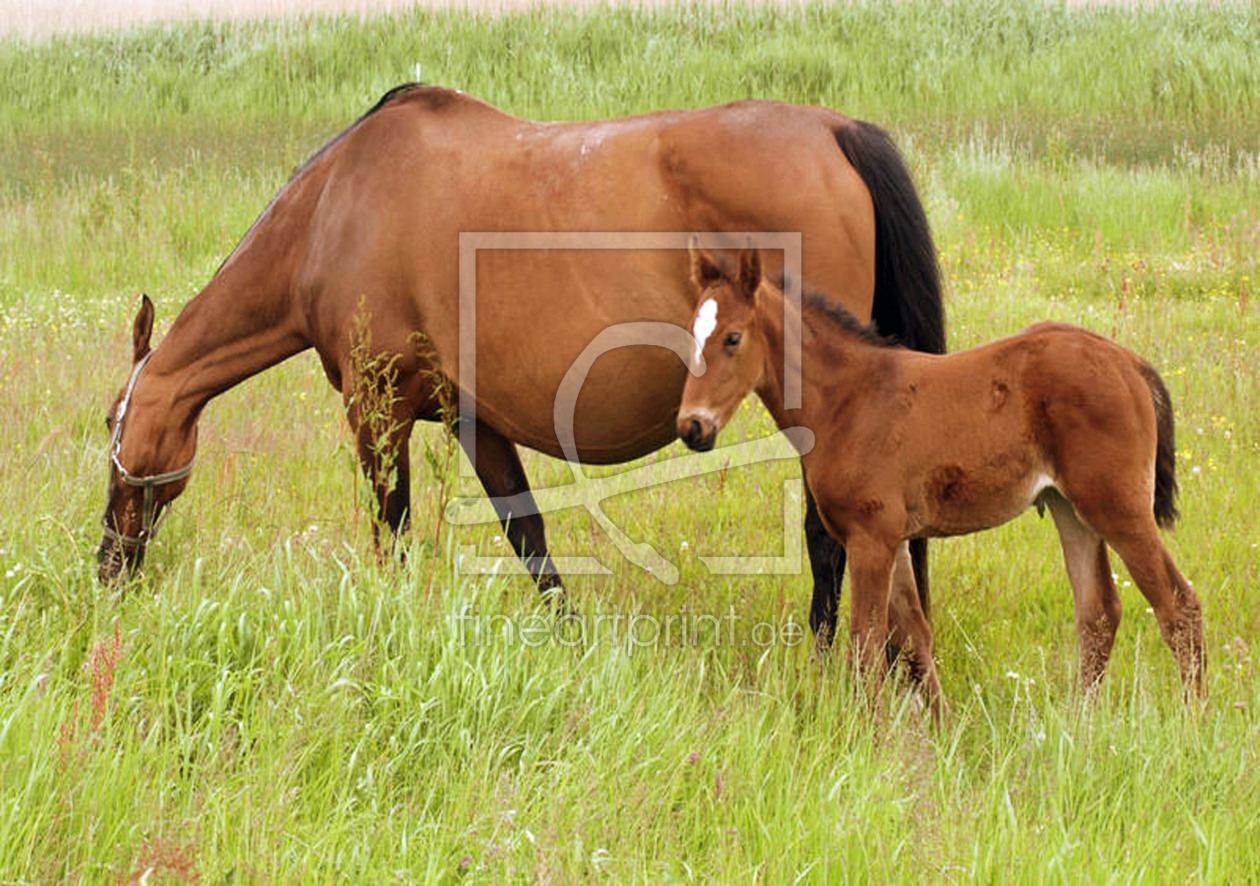 Bild-Nr.: 10389325 Pferd mit Fohlen erstellt von wodan7