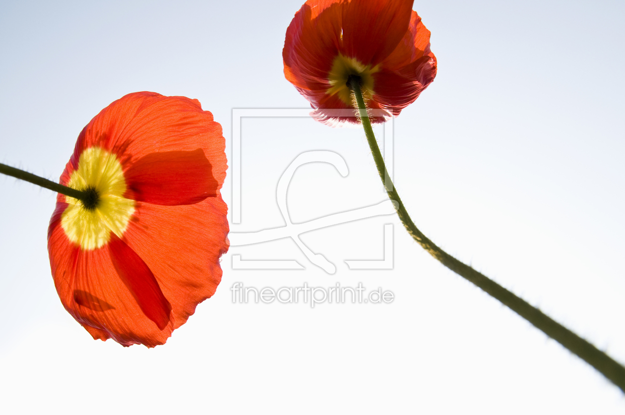 Bild-Nr.: 10390171 Islandmohn #1 erstellt von danielschoenen