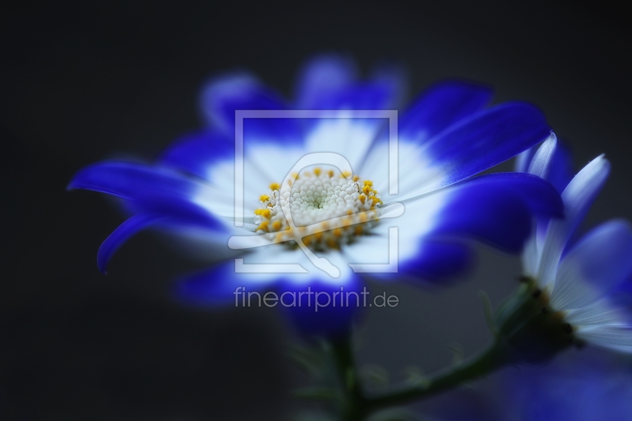 Bild-Nr.: 10391075 MITTAGSBLUME  (DOROTHEANTHUS BELLIDIFORMIS) erstellt von Renate Knapp