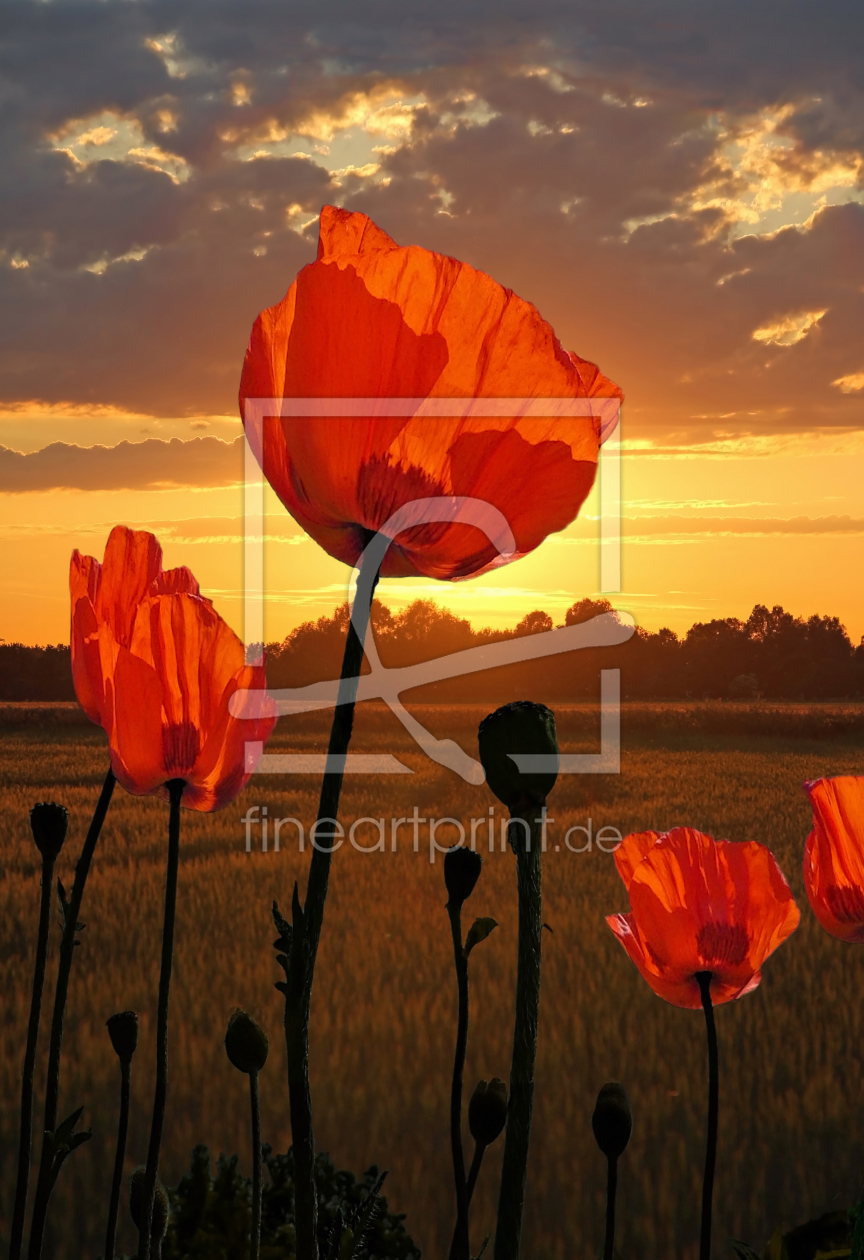 Bild-Nr.: 10391097 Sonnenmohn erstellt von SusaZoom