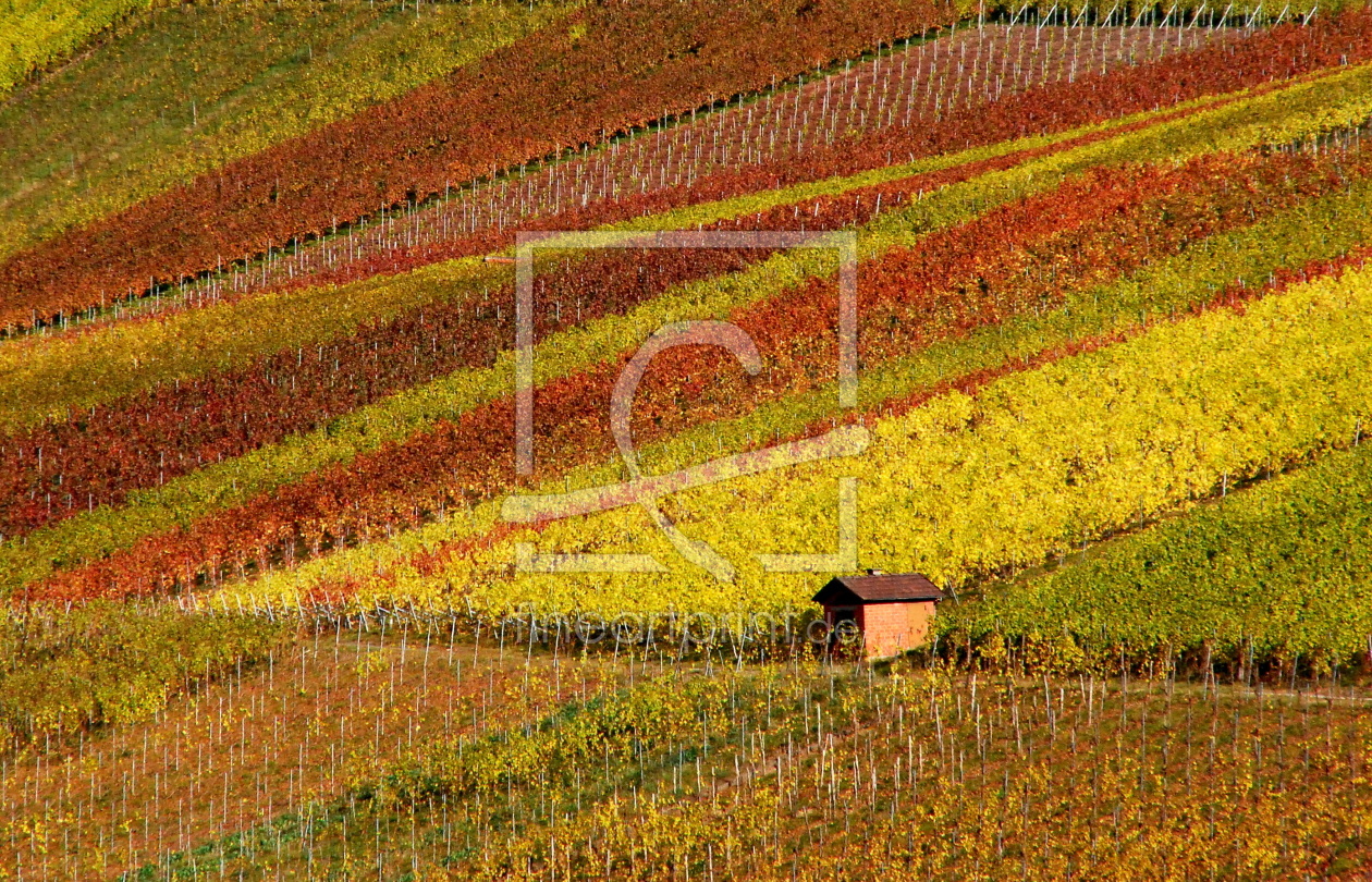 Bild-Nr.: 10391229 bunte Weinberge erstellt von GUGIGEI