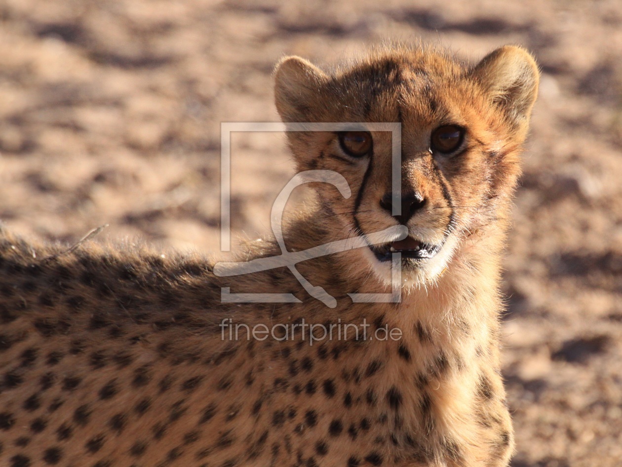 Bild-Nr.: 10392301 Gepard im Kgalagadi-Nationalpark erstellt von sasowewi