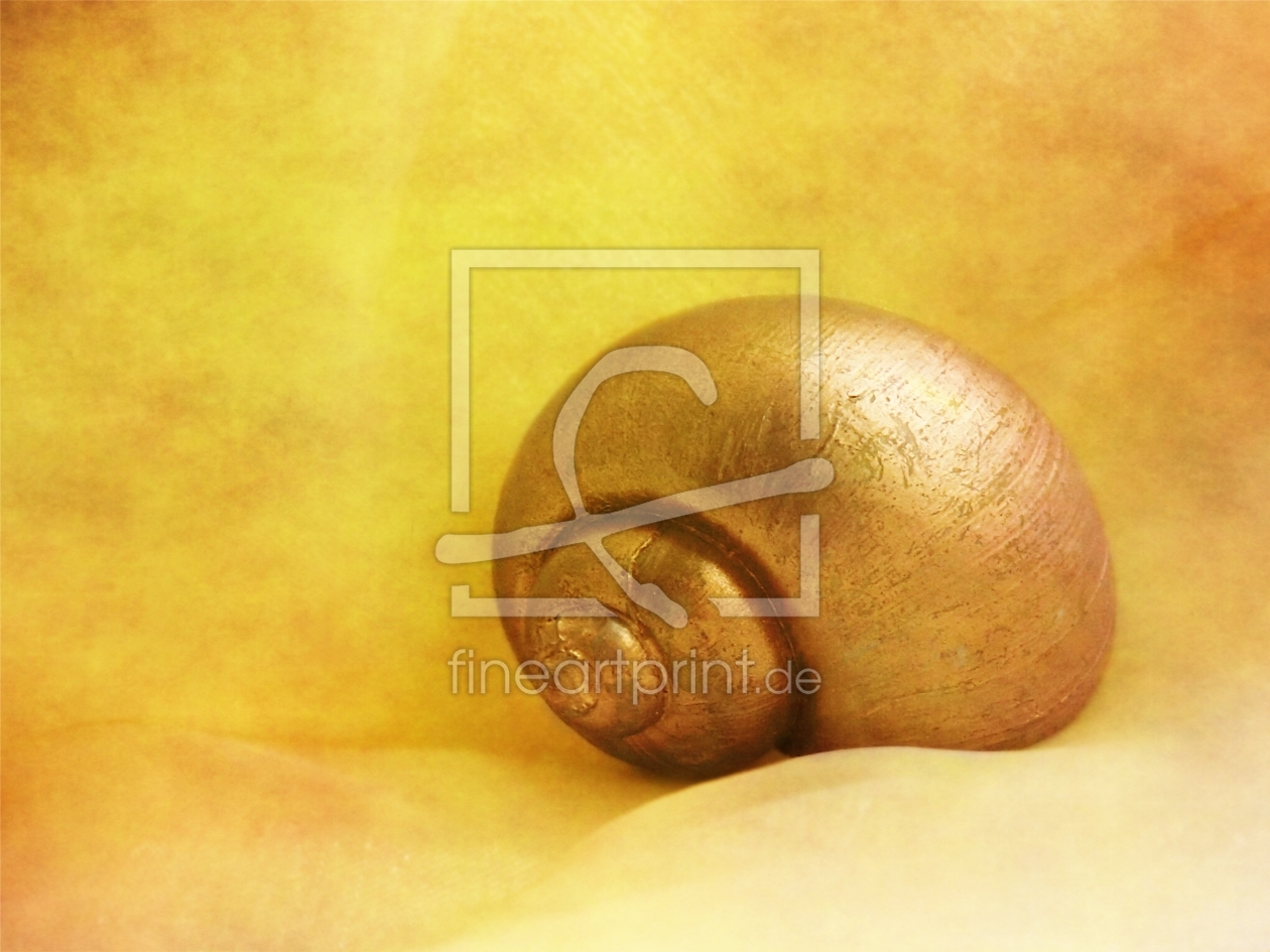 Bild-Nr.: 10392611 snail-shell erstellt von Anja Otto