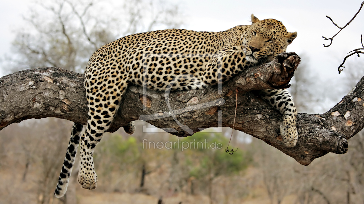 Bild-Nr.: 10393093 Resting Leopard on a tree erstellt von Circumnavigation