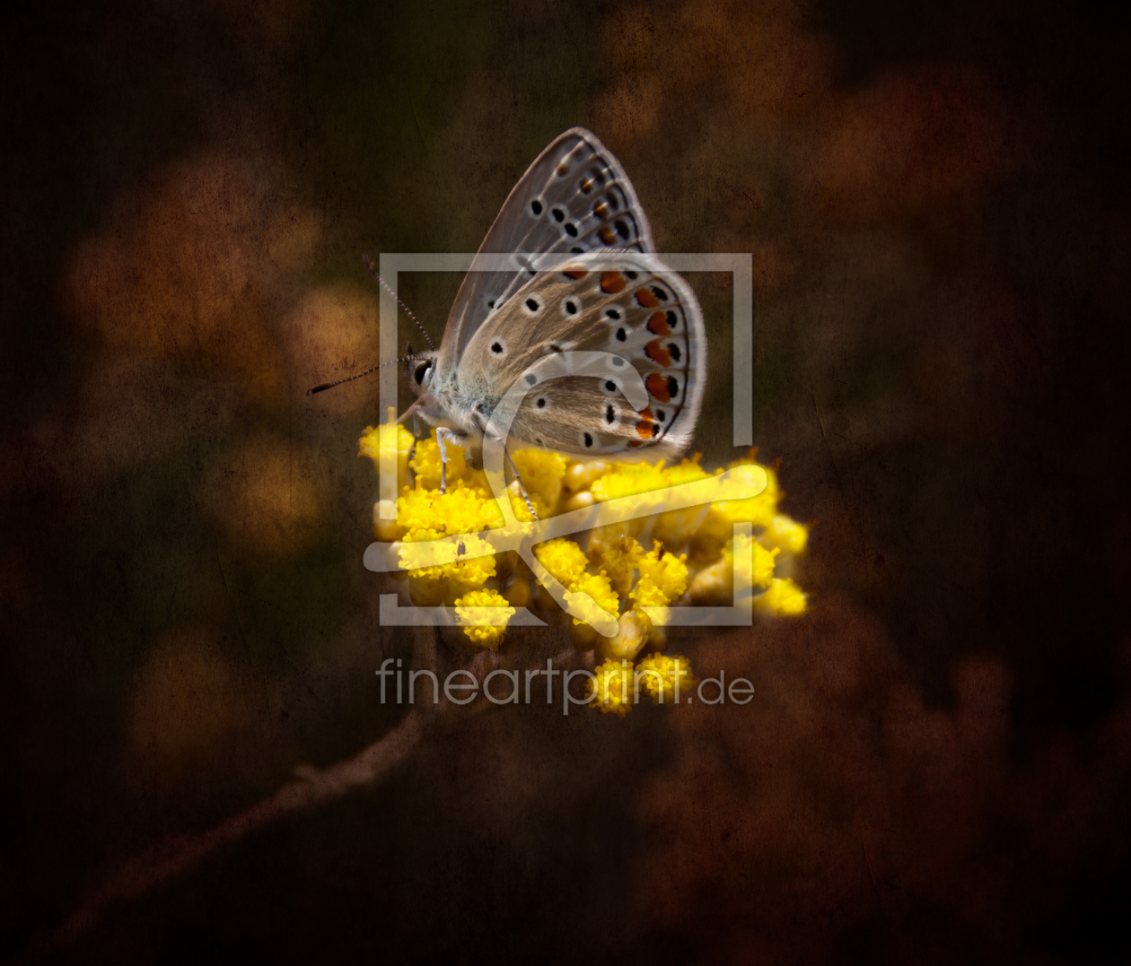Bild-Nr.: 10393851 Schmetterling II erstellt von Uwe Jahn