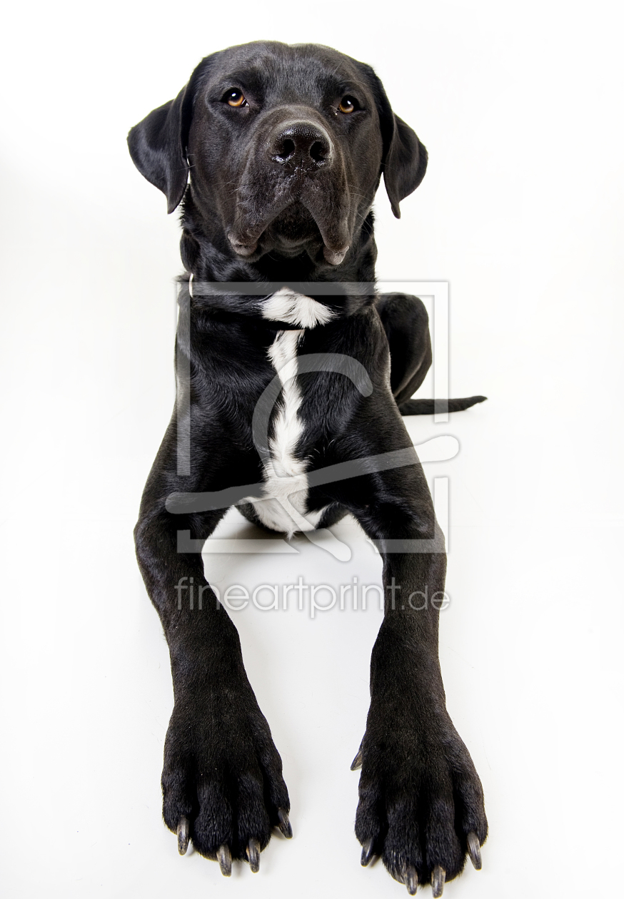 Bild-Nr.: 10396715 Henry erstellt von BeckstagePhotography