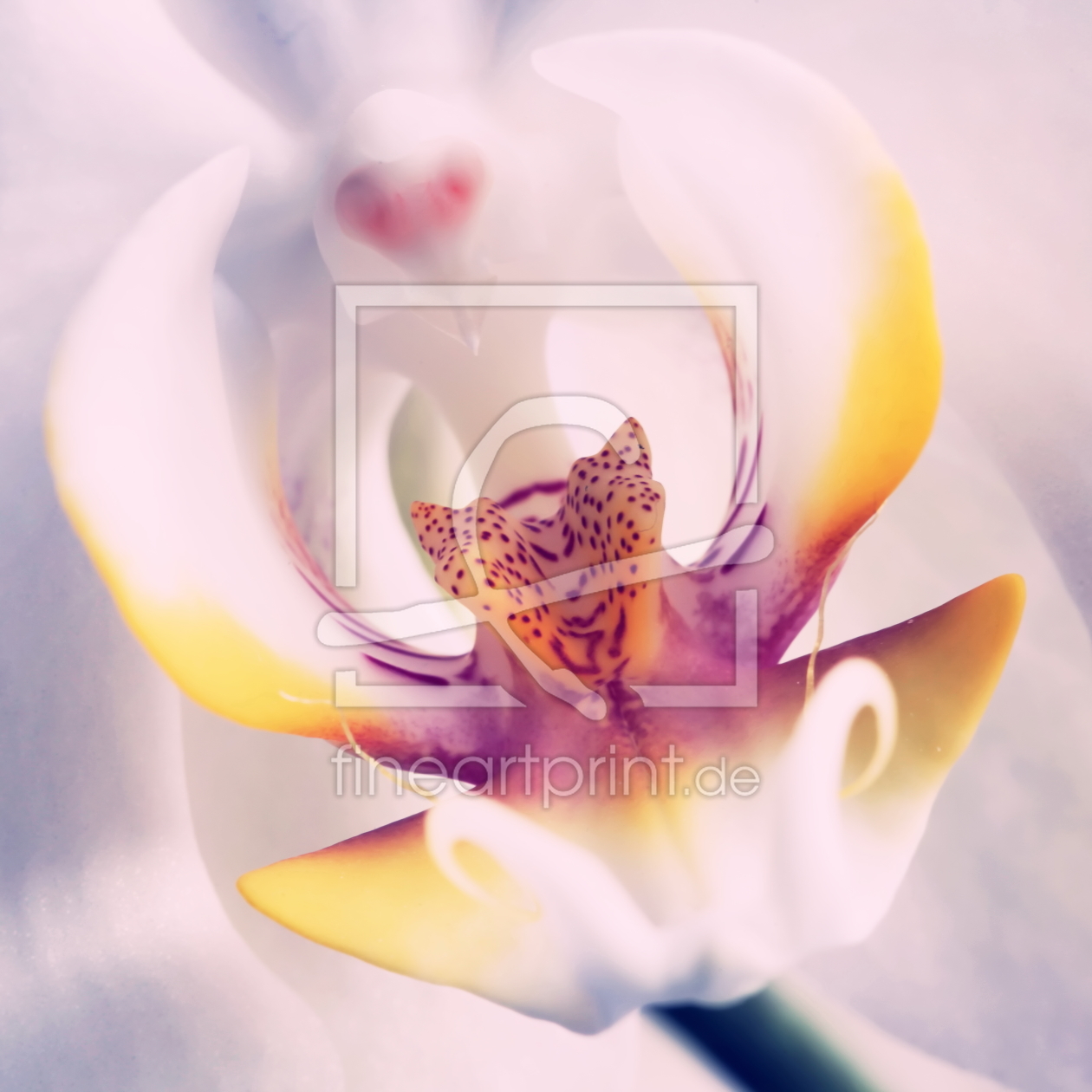 Bild-Nr.: 10400013 Orchidee (Phalaenopsis) erstellt von FotoDeHRO
