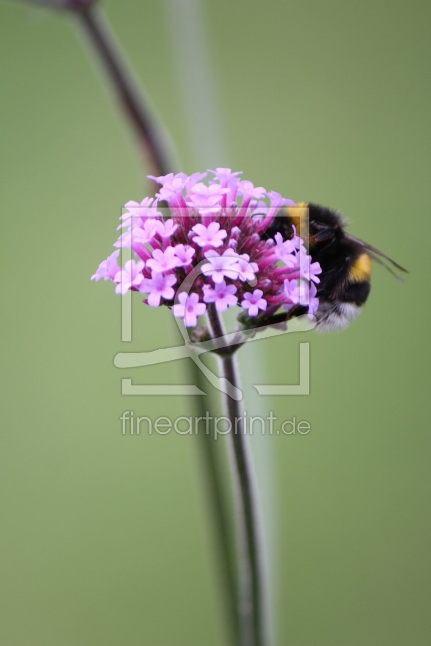 Bild-Nr.: 10401911 fleißige Hummel erstellt von Bettina Schnittert