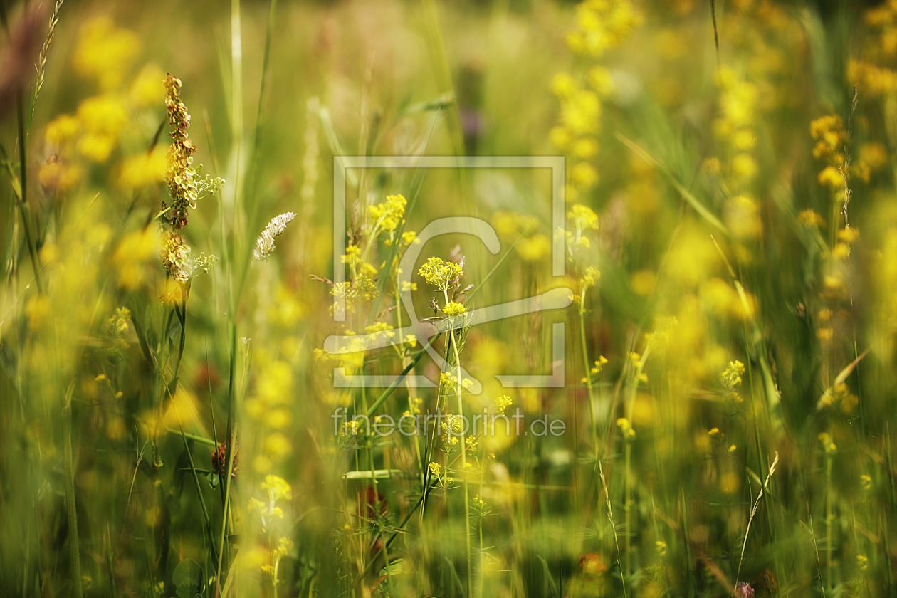 Bild-Nr.: 10402079 Yellow Wildflower erstellt von Renate Knapp