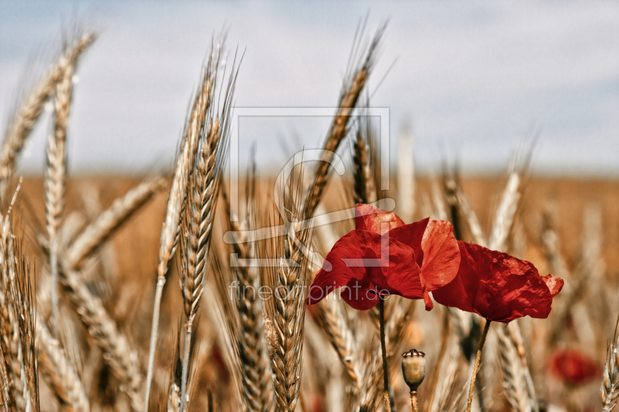 Bild-Nr.: 10402735 Mohn und Korn erstellt von Uwe Jahn