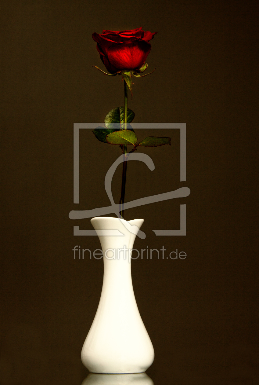 Bild-Nr.: 10404519 Rose 001 erstellt von lichtmaler1974