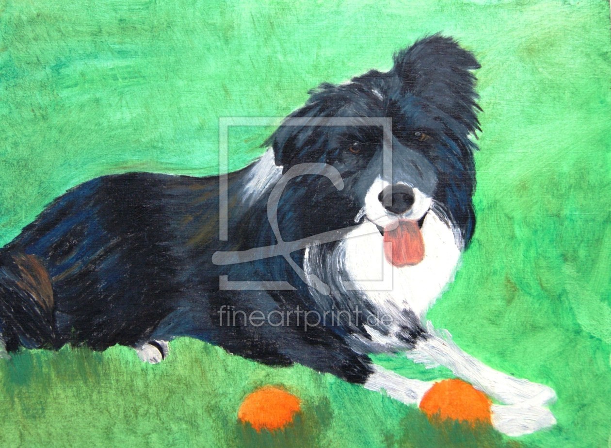 Bild-Nr.: 10405667 Bordercollie erstellt von Corinna Schmidt