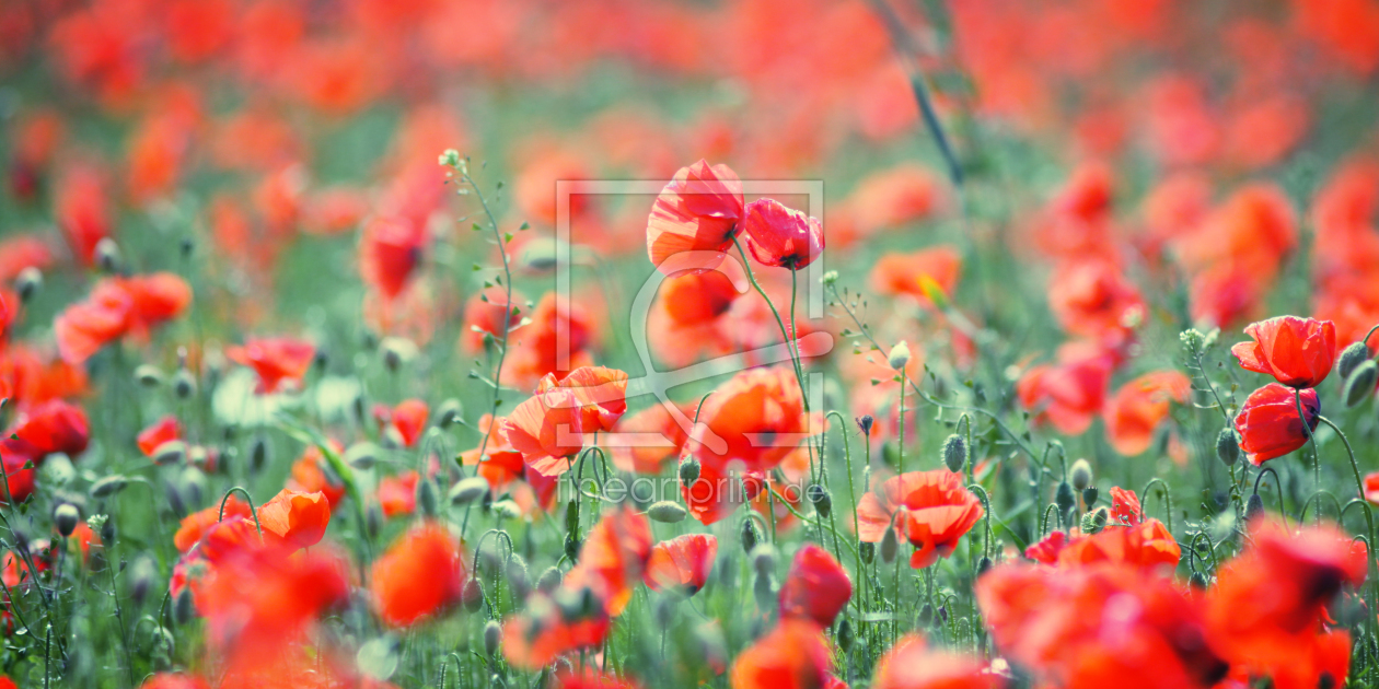 Bild-Nr.: 10405801 Tapis de Fleurs erstellt von FotoDeHRO