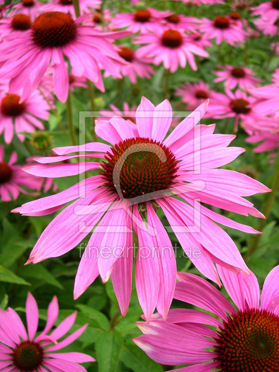 Bild-Nr.: 10408149 ECHINACEA erstellt von blackpool