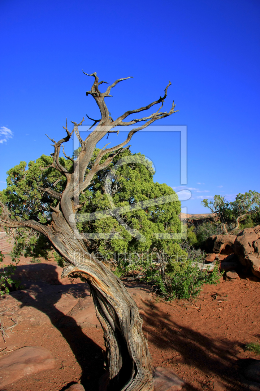 Bild-Nr.: 10408347 Baum erstellt von Martina Roth