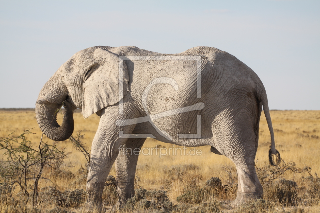 Bild-Nr.: 10408393 Elefant im Etosha Nationalpark in Namibia erstellt von sasowewi
