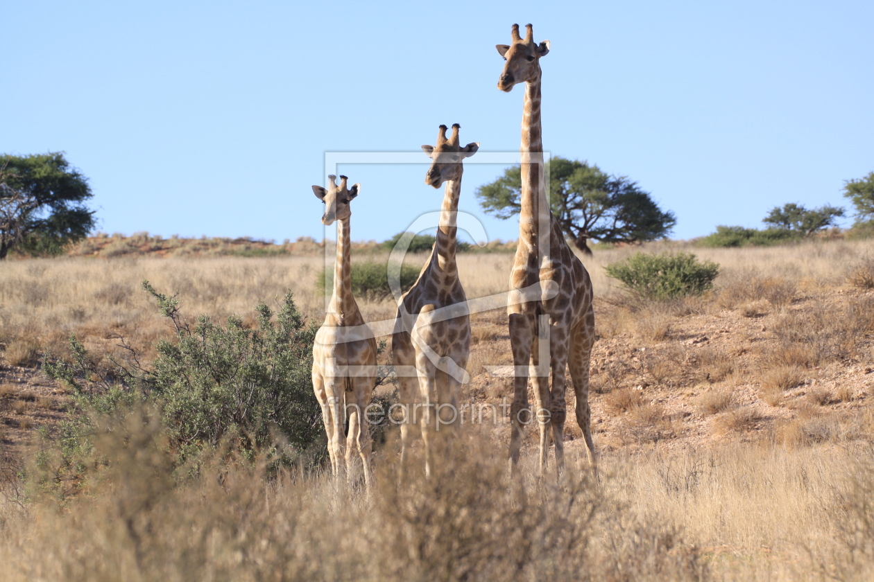 Bild-Nr.: 10408407 Giraffen im Kgalagadi Transfrontier Park in Südafrika erstellt von sasowewi