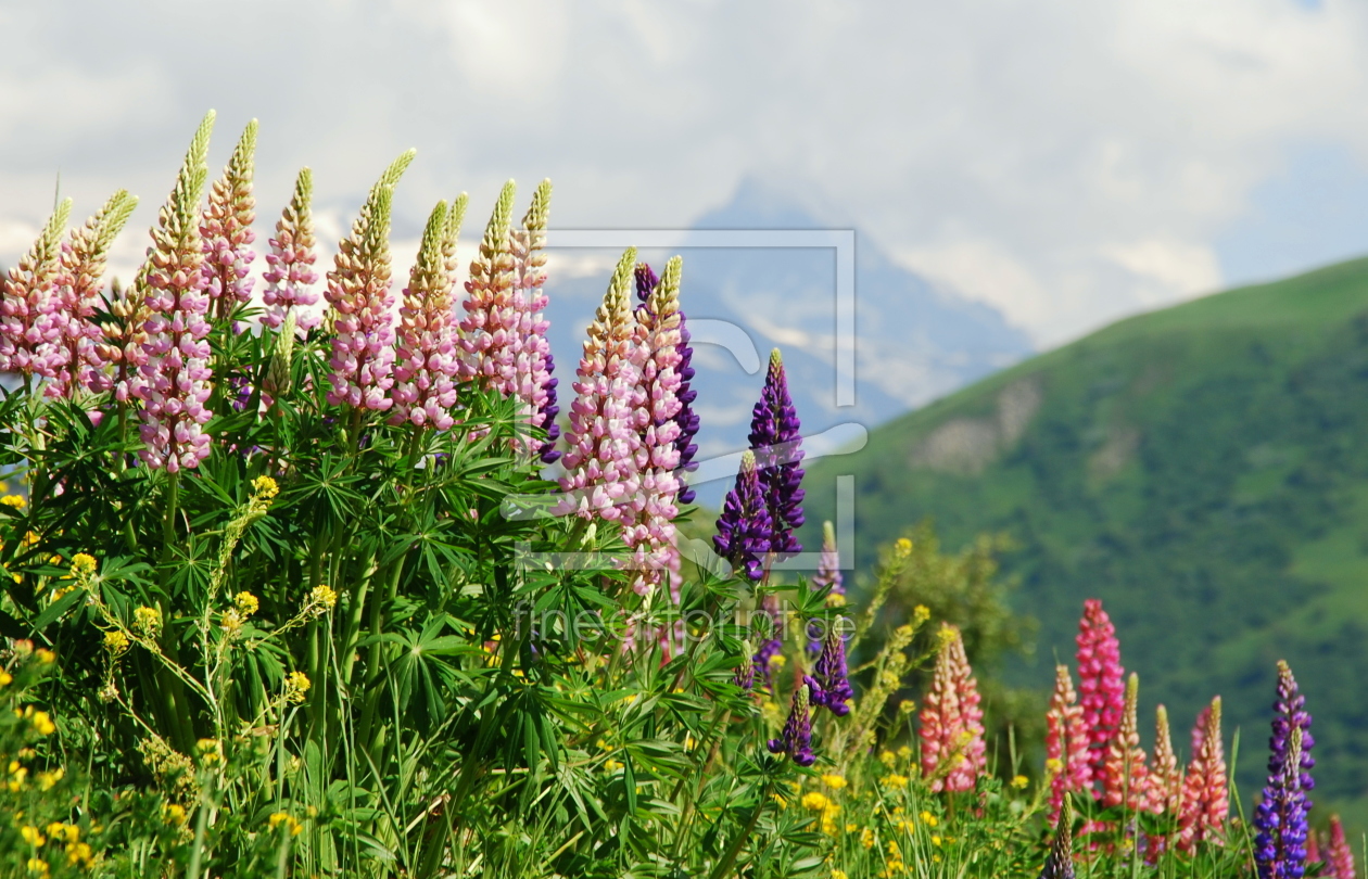 Bild-Nr.: 10410025 * Lupinen * erstellt von GUGIGEI