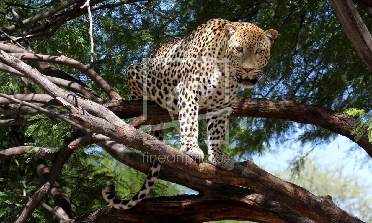 Bild-Nr.: 10410135 Leopard im Baum erstellt von Helbig