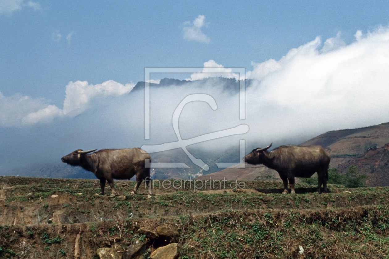 Bild-Nr.: 10412299 waterbuffalo - vietnam erstellt von Captainsilva