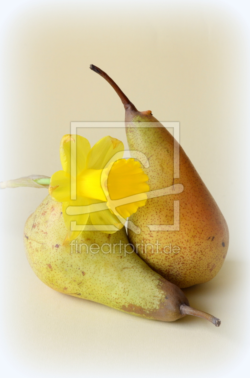 Bild-Nr.: 10413057 Früchte und Narzisse erstellt von Rolf Eschbach