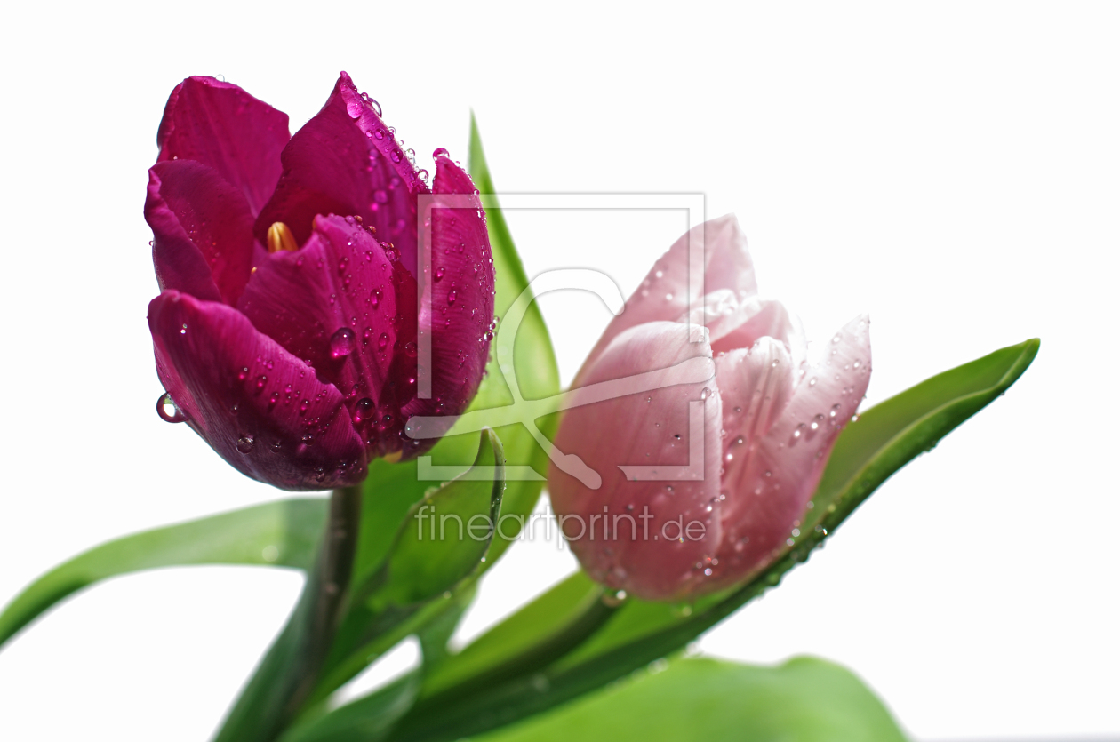 Bild-Nr.: 10413613 Violett und Rosa Tulip erstellt von Tanja Riedel