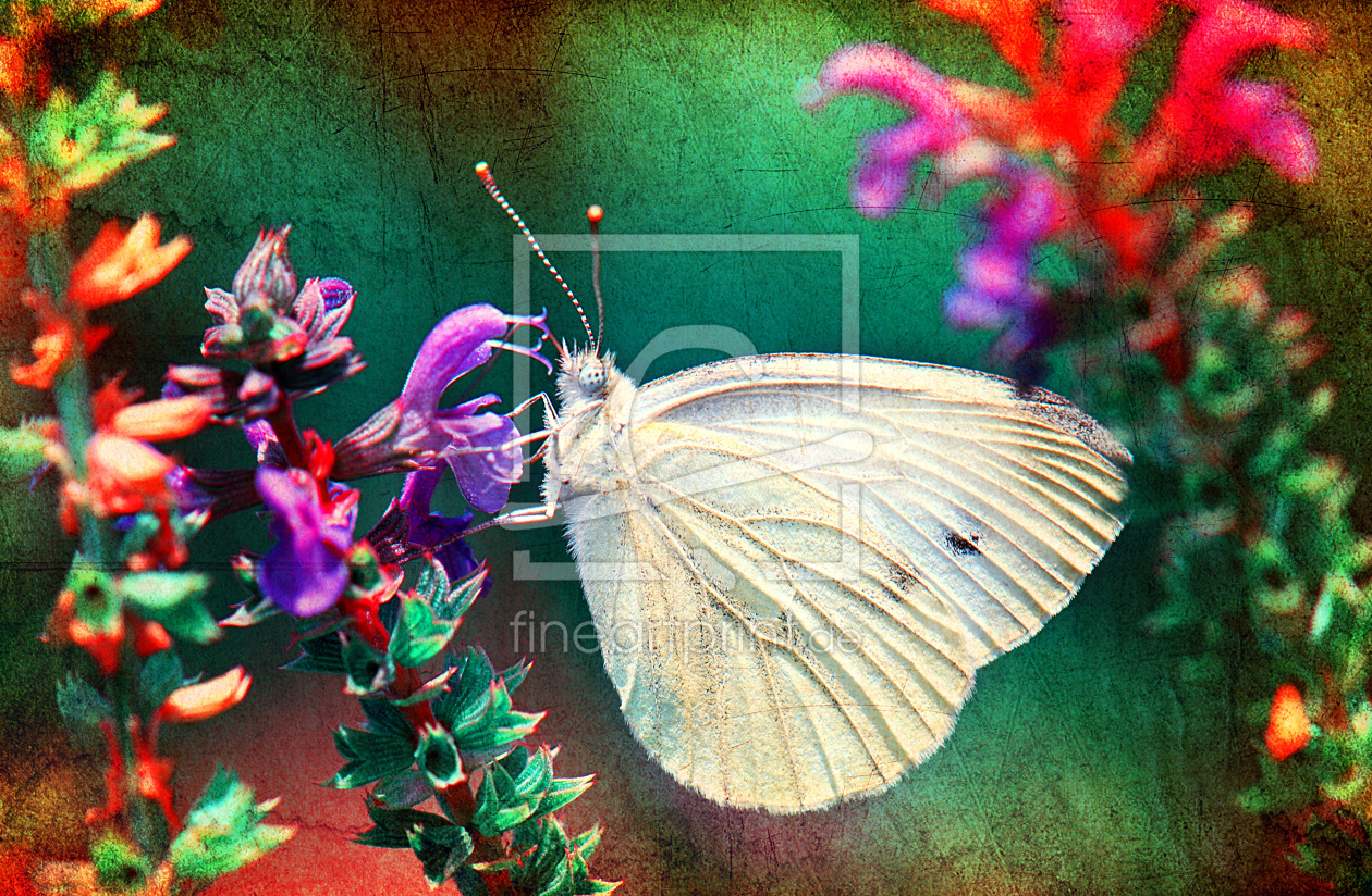 Bild-Nr.: 10413797 Butterfly  erstellt von Atteloi