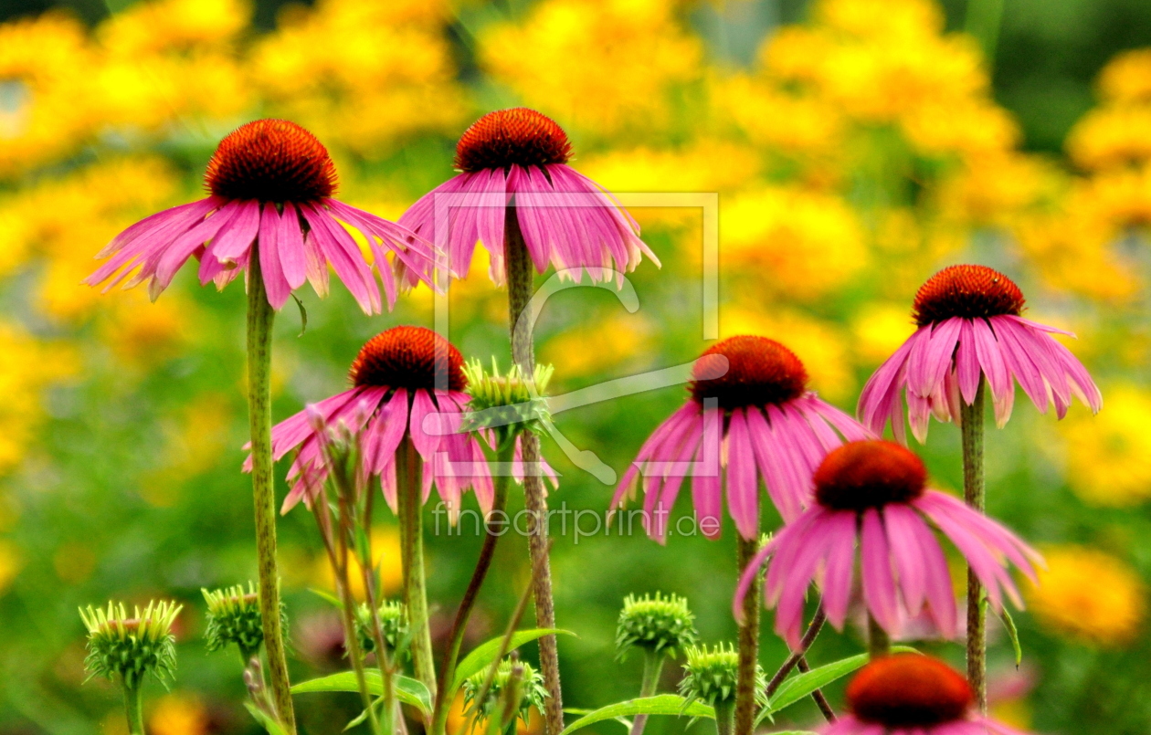 Bild-Nr.: 10414031 * Echinacea * erstellt von GUGIGEI