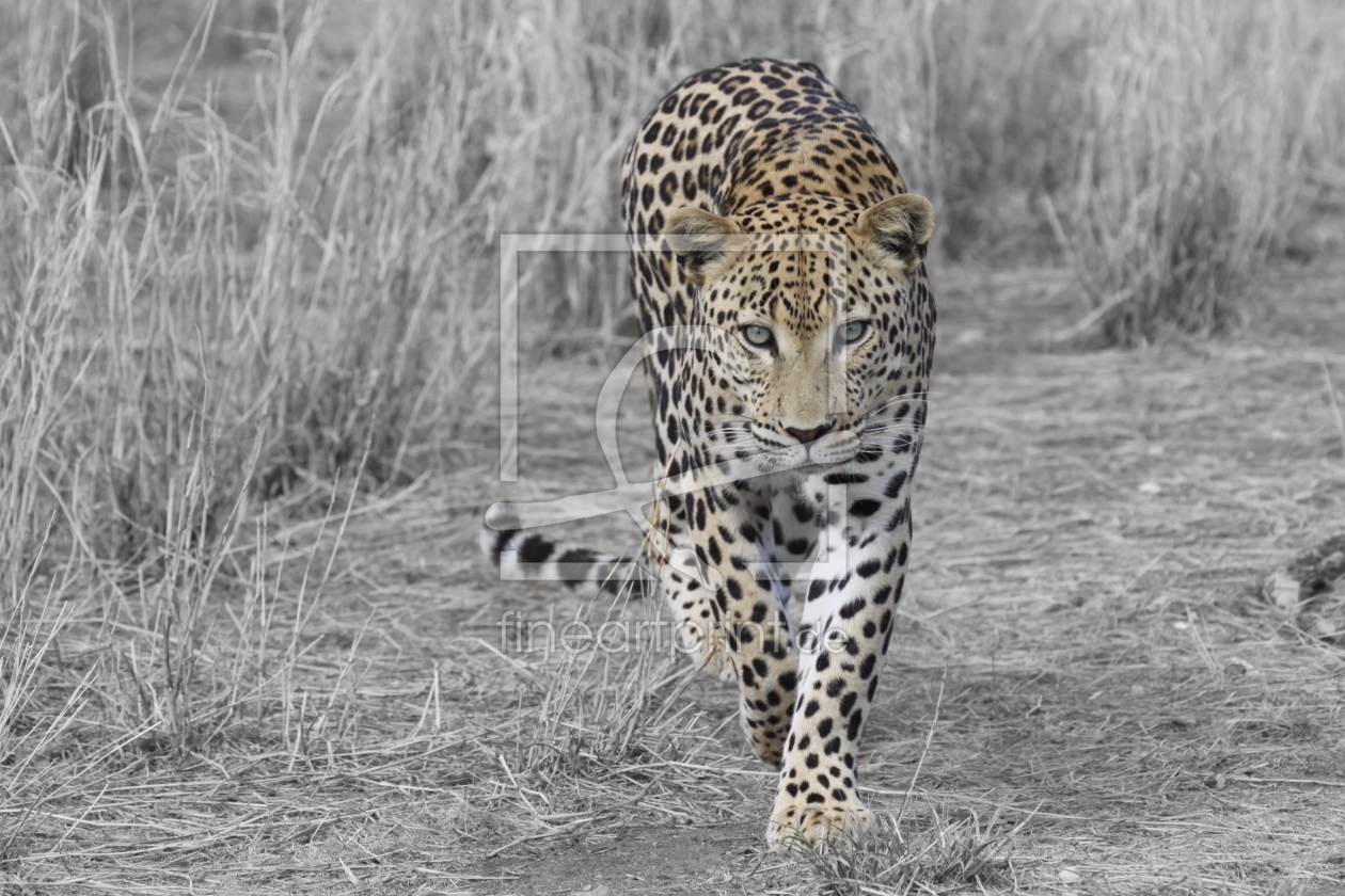 Bild-Nr.: 10415349 Leopard in schwarz-weiss erstellt von sasowewi