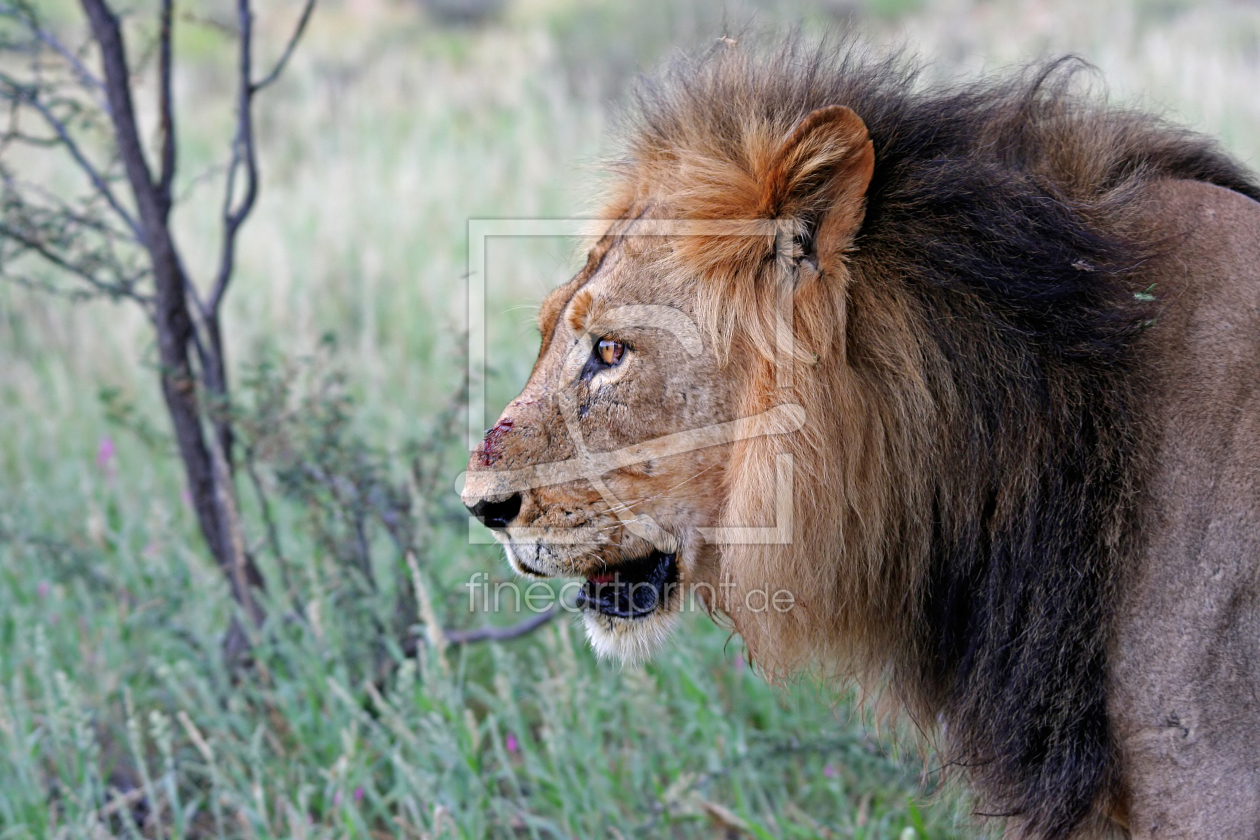 Bild-Nr.: 10416549 Kalahari Löwe erstellt von Manuel Schulz