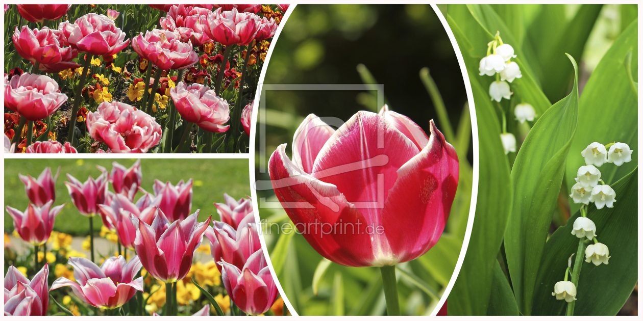 Bild-Nr.: 10416713 Collage Tulpen erstellt von SusaZoom