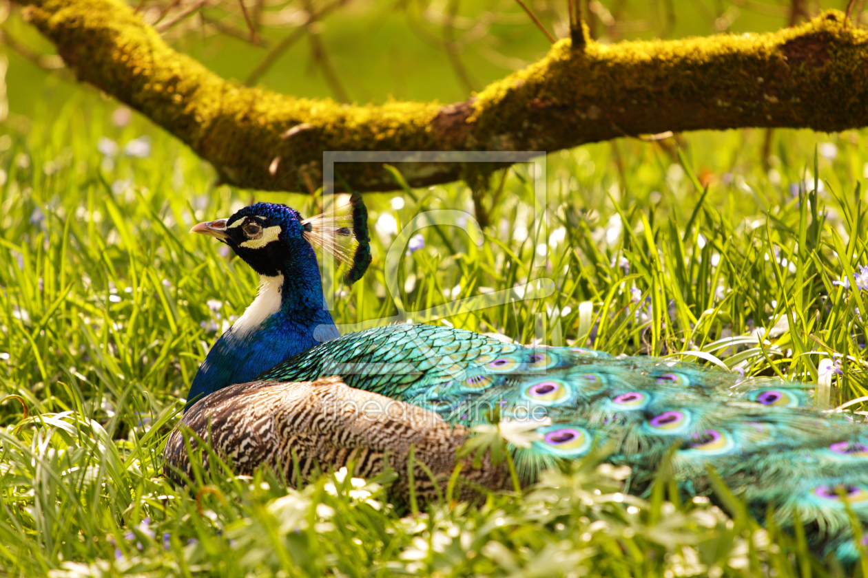 Bild-Nr.: 10418957 Pfau im Gras erstellt von FoViTo