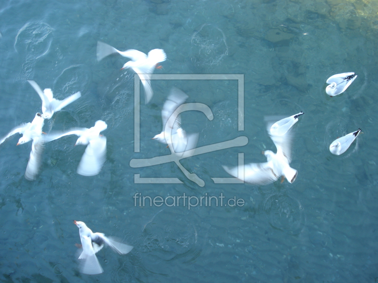 Bild-Nr.: 10419541 Pool of seagull erstellt von GrinoPelle