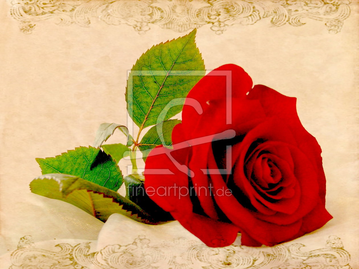 Bild-Nr.: 10419911 Eine rote Rose -3- erstellt von Heike  Hultsch
