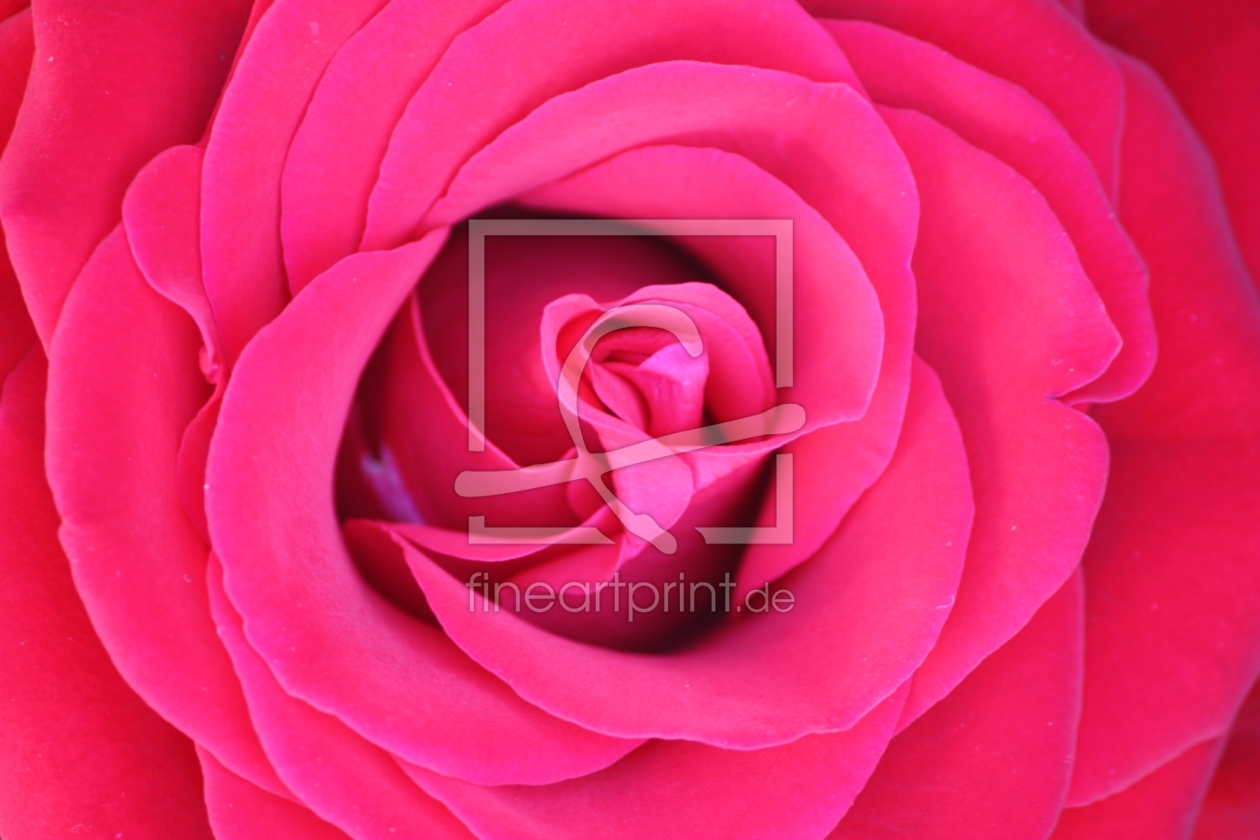 Bild-Nr.: 10419931 Rose in Pink erstellt von Bettina Schnittert
