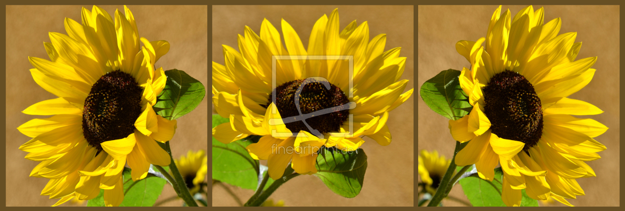 Bild-Nr.: 10420467 Sonnenblumen erstellt von Atteloi
