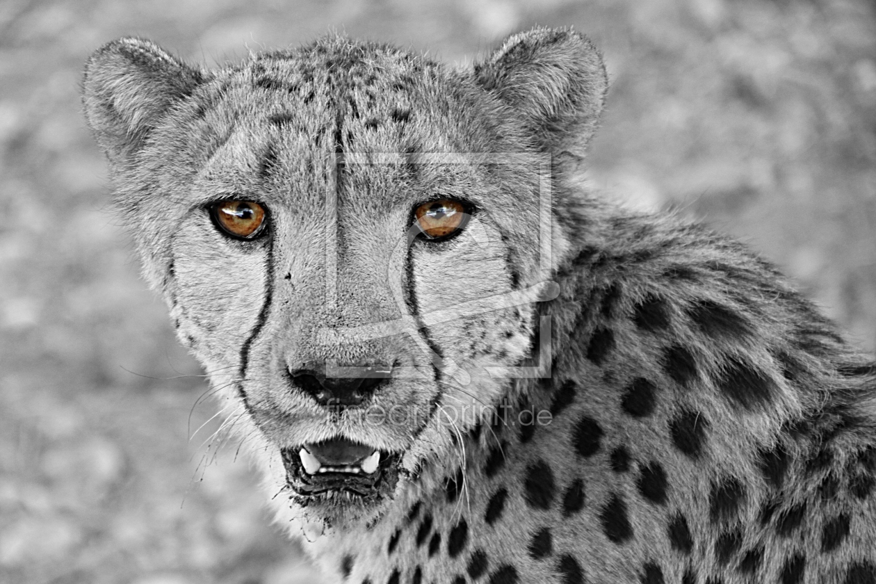 Bild-Nr.: 10423325 Portrait eines Geparden erstellt von sasowewi
