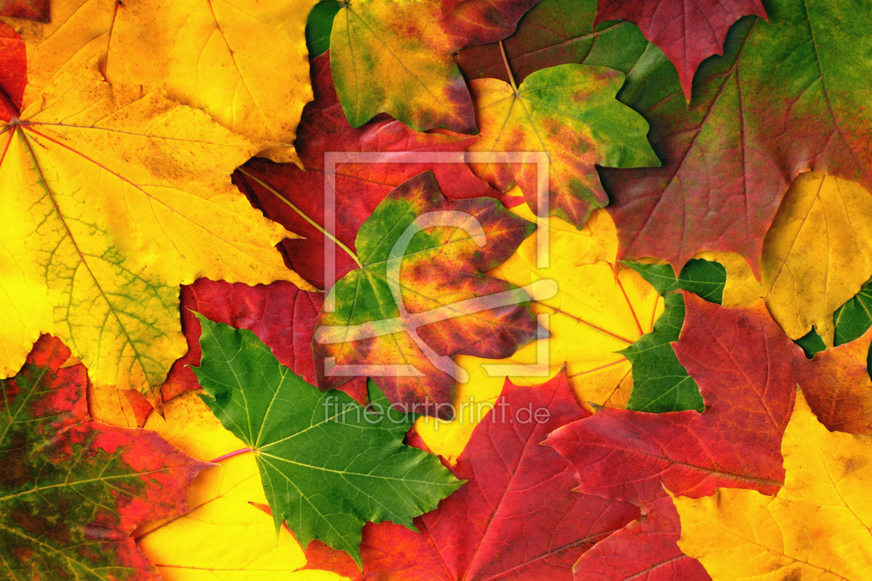 Bild-Nr.: 10423677 Herbstlaub erstellt von FoViTo