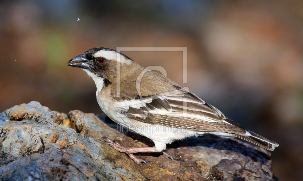 Bild-Nr.: 10423905 Webervogel an der Tränke erstellt von Helbig