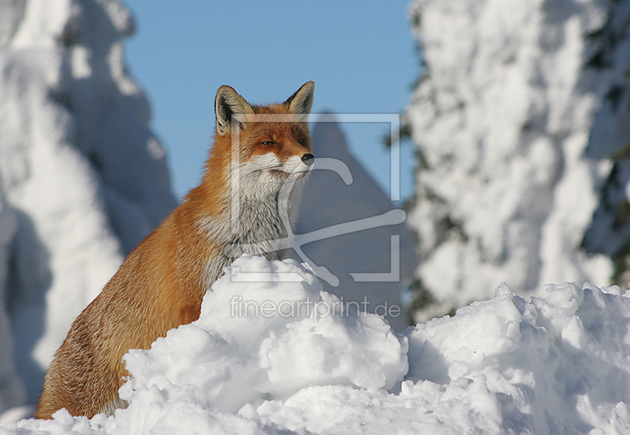 Bild-Nr.: 10424041 Brockenfuchs erstellt von fagus4000