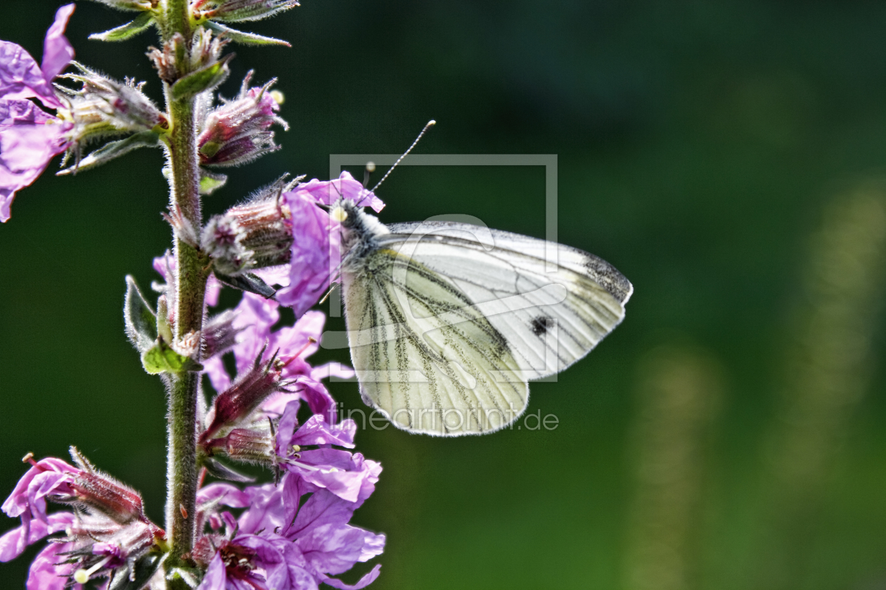 Bild-Nr.: 10424119 Butterfly erstellt von aglueckert